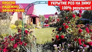 Укрытие роз на зиму. Зимовка роз - СЕКРЕТ 100% сохранности роз. Простой способ укрытия.