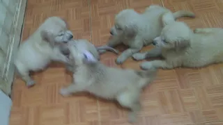 Angry Puppy Growling Doesn't Want To Share Food With Other Puppies