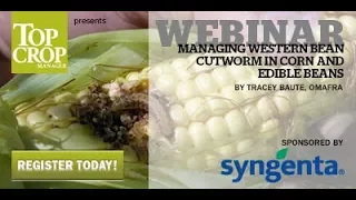 WEBINAR: Managing western bean cutworm in corn and edible beans