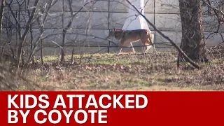 3 children attacked by coyote at Arlington park