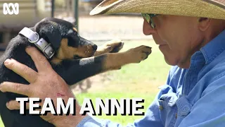 The special bond between kelpie puppy Annie and third-generation farmer Frank Finger | Muster Dogs