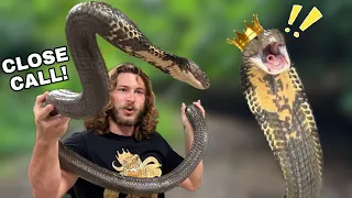 King Cobra STRIKES!