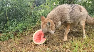 Dakota Coyote gets a watermelon 🍉