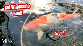 Koi Wholesale Shopping Trip! - My Boys Koi - Weekly Update  #japanesekoi #koipond #koishop