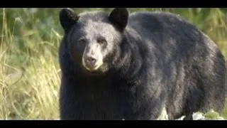 New Bear Attacks Raise Wilderness Safety Concerns