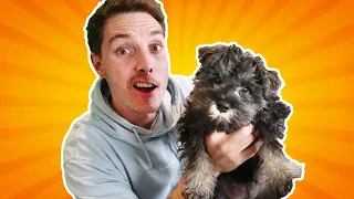 We Got A NEW Dog! (vlog)