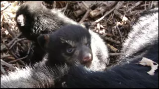 Be Bear Aware in Missouri State Parks