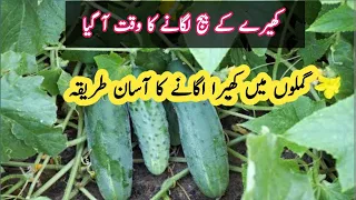 Khire k seed grow krne ka asaan tarika | How to grow cucumber at home | Grow in 5 day.