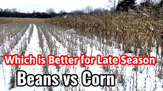 Corn vs Soybeans Late Season Food Plots - Which is Better?