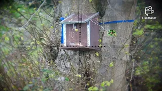 squirrel feeder shooting hunting air rifle pest control