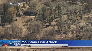 A Mountain Lion Was Killed After Attacking A Sheriff's Deputy And Resident