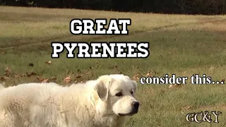 GREAT PYRENEES are wonderful family dogs HOWEVER consider this one possible drawback b4 getting 1