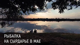 4 ДНЯ НА СЫРДАРЬЕ: Рыбалка на острове, первый раз на лодке, ждём стаю карпа.