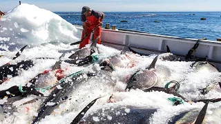 Havest Giant Bluefin tuna, Tuna Fishing Nets - Catch Hundred Tons Tuna Fish On Modern Boats #02