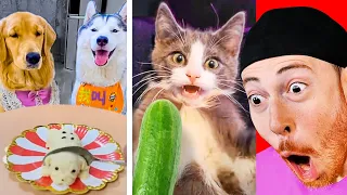 Funniest Pranks on Dogs and Cats