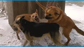 Как Разнять Дерущихся Собак если Собаки Сцепились. 🐺🐕 how to separate fighting dogs 🍗🍖🐕