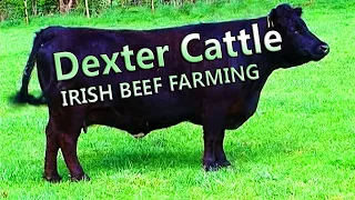 Beef Farming in Ireland -- Dexter Cattle