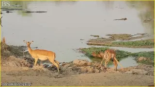 9 Amazing Moments Of Prey Escapes Predators.Different Animals videos,Amazon Animals.Amazon wild