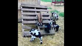 Baby Goats Jumping and Playing