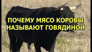 Почему мясо коровы называют говядиной