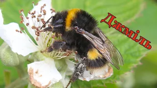 Джміль - комаха роду Bombus родини бджолиних. Цікаві факти про мохнату комаху та її життя.