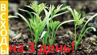 Как посеять МОРКОВЬ и получить ВСХОДЫ на 3 день!!!