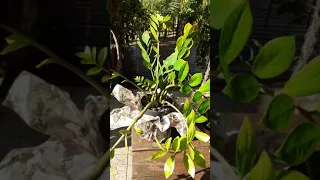 Fitoterapias hoje Plantas para Energizar Sua Casa