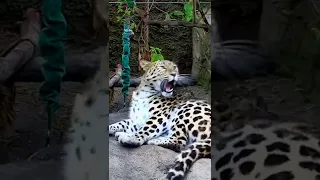 Baby leopard makes mom mad 😳
