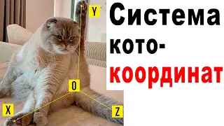 Приколы с котами! СИСТЕМА КОТО-КООРДИНАТ))) | Мемозг 638