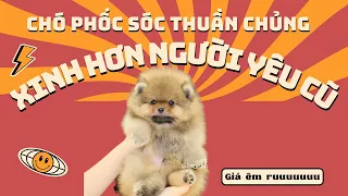 Bán chó phốc sóc pomeranian thuần chủng | Bánh Bò Pomeranian