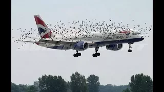 Top damage by birds crashing into planes | Airplane crashes into big fat bird