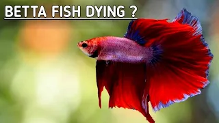 How to know if Betta fish is dying | How to tell if a Betta fish is dying .