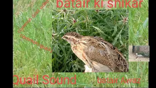 Common  mp3 Awaz l common quail hunting 2023 quail sound l birds king kpk,