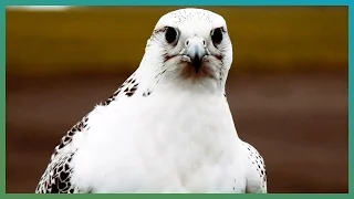 How Fast Is A Gyrfalcon? | Earth Unplugged