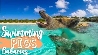 Swimming Pigs of the Bahamas! - Exuma Cays