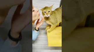 Чаузи Астрид и её особенная любовь к папе 😸