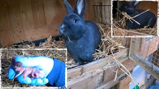 Blaue Wiener Kaninchen Geburt geht (maximal) schief Teil 1/2