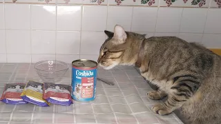 Можно ли кормить кота только сухим кормом