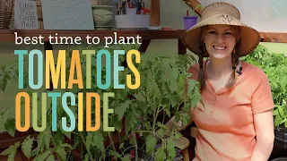 Best Time to Plant Tomatoes