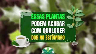 Dor no estômago? Confira 3 plantas imbatíveis contra a gastrite