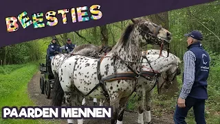 Kan Charlotte racen met paard en koets? | Beesties