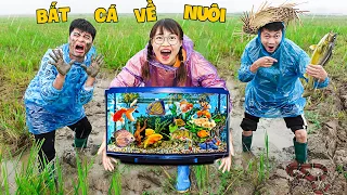 Hà Sam Ra Đồng Bắt Cá Vàng Màu sắc Về Nuôi - Bể Cá Cảnh Siêu Đẹp