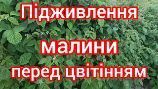 Підживлення малини перед цвітінням. Чим підживити малину під час цвітіння.