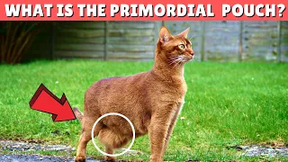 Why Your Cat Has a Fat Belly? 😱 Primordial Pouch EXPLAINED