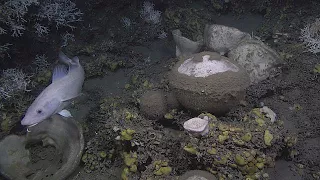 Scientists absorbed by deep-sea sponges - futuris