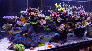 The Best Reef in Australia - Evan Luo's Glorious SPS Aquarium