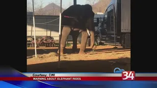 Elderly Circus Elephants