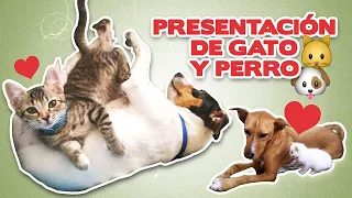 PRESENTACIÓN de GATO y PERRO 🐱💖🐶 | 4 pasos para que un gato y un perro se lleven bien