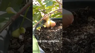 first fruit water apple or java apple in the pots/container