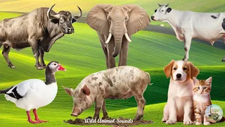 Happy Animal Moment, Familiar Animals Sounds: Buffalo, Dog, Cat, Elephant, Cow, Chicken, Duck, Pig